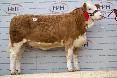 http://boarsheadsimmentals.co.uk/site/sample-page/p-10-boarshead-meierisli-5600gns-low-res-40px/